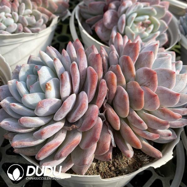 Echeveria Orange Monroe Double Head - Image 2