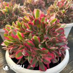 [RTS]Aeonium flannel Clustering - Image 2