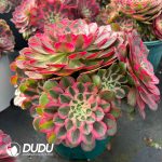 [RTS]Aeonium Peacock Clustering - Image 2