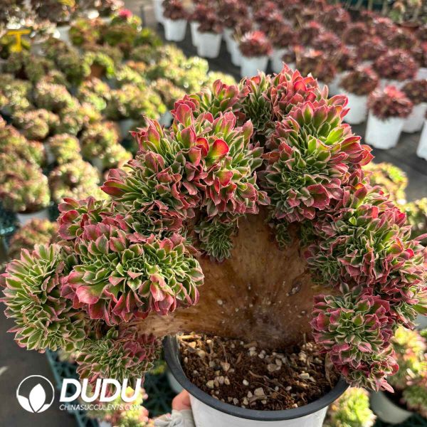 [RTS]Aeonium Bai Feng Critata - Image 2