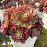 [RTS]Aeonium Pink Flower Demon Clustering - Image 2