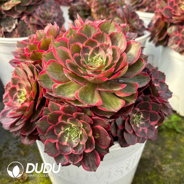 [RTS]Aeonium Pink Flower Demon Clustering - Image 2