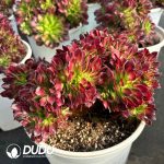 [RTS]Aeonium Shaohua Cristata - Image 2
