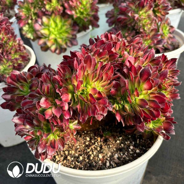 [RTS]Aeonium Shaohua Cristata - Image 2