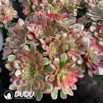 [RTS]Aeonium Moonlight Hua Clustering - Image 2