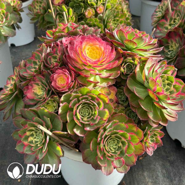 [RTS]Aeonium Sea Fairy Clustering - Image 2