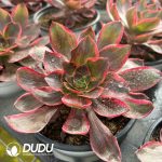 [RTS]Aeonium Demon Eye （120mm pots） - Image 2