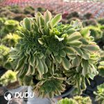 [RTS]Aeonium Golden Jade Cristata - Image 2
