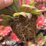 [RTS]Aeonium Red Cat - Image 2