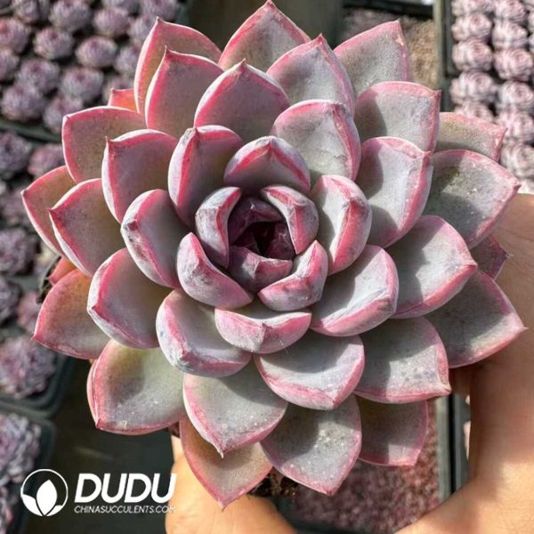 Echeveria Jade-faced Little Fox - Image 2