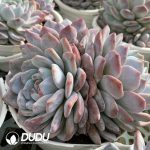 Echeveria Orange Monroe Clustering - Image 2
