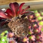 [RTS]Aeonium Man Jiang Hong - Image 2