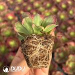 [RTS]Aeonium Mirror Flower Water Moon - Image 2