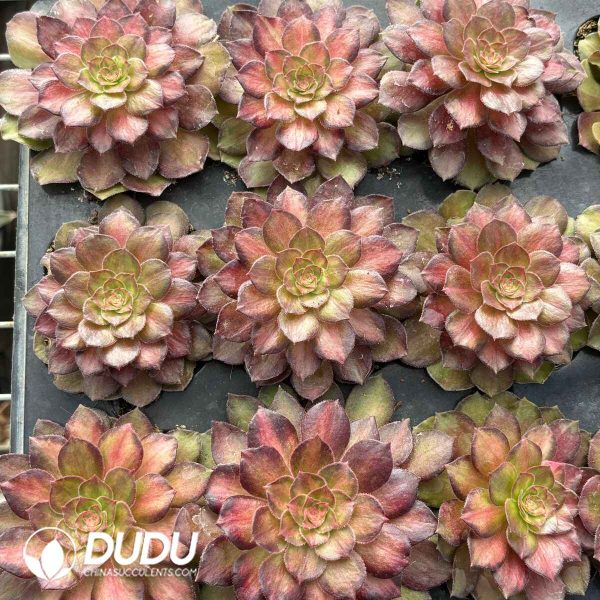 [RTS]Aeonium Koi - Image 2