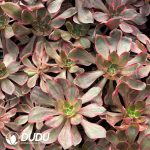 [RTS]Aeonium Evil Eyes - Image 2