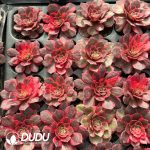 [RTS]Aeonium Black Devil Variegated - Image 2
