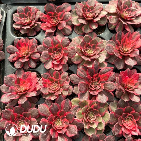 [RTS]Aeonium Black Devil Variegated - Image 2