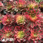 [RTS]Aeonium Pink Hibiscus - Image 2