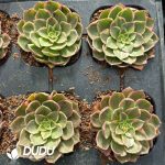 [RTS]Aeonium Kaleidoscope - Image 2