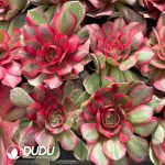 [RTS]Aeonium Moonlight - Image 2