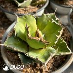 Agave Werewolf - Image 2