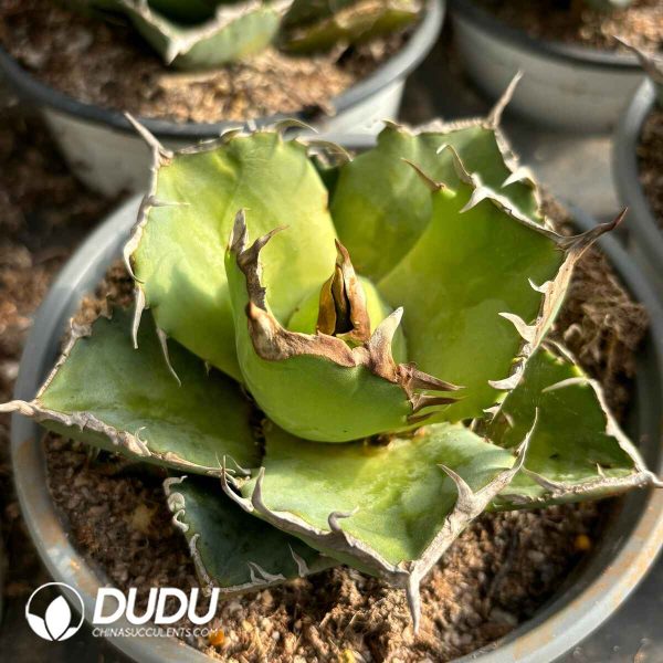 Agave Werewolf - Image 2