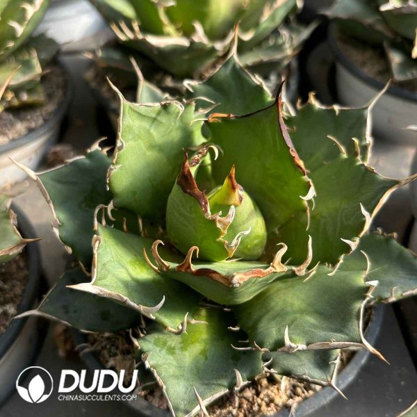 Agave Red Catweazle - Image 2