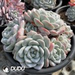 Echeveria Ice Jade Clustering - Image 2