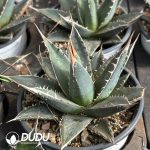 Agave Ghiesbreghtii K.KochiPlant - Image 2