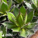 Agave Horrida - Image 2