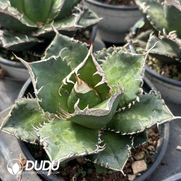 Agave Liquid Paper - Image 2