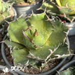 Agave Caesar - Image 2