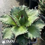 Agave Lion Mane - Image 2