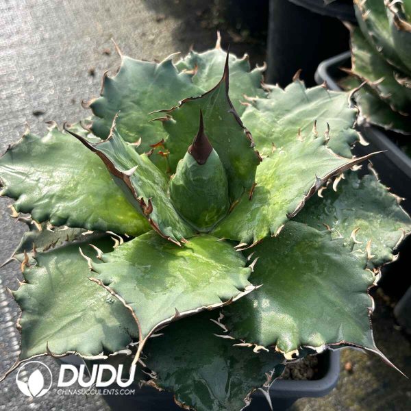 Agave Lion Mane - Image 2