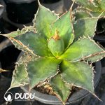 Agave White Fire - Image 2