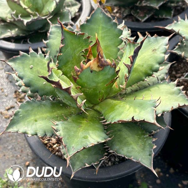 Agave Red Catweazle - Image 2