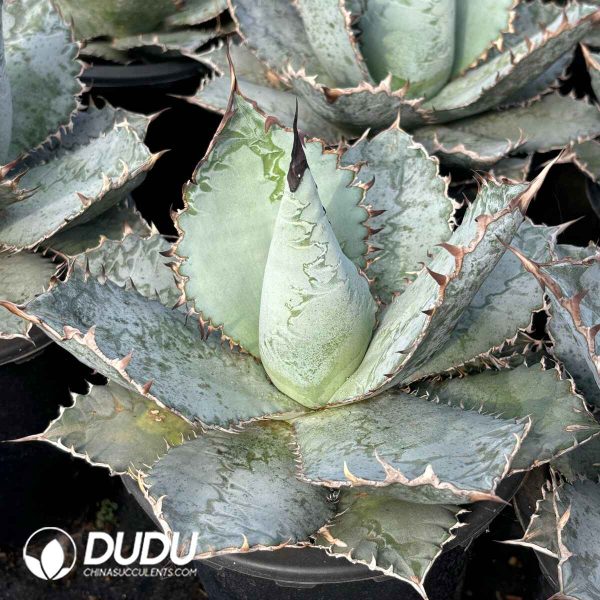 Agave Dragon Claw - Image 2