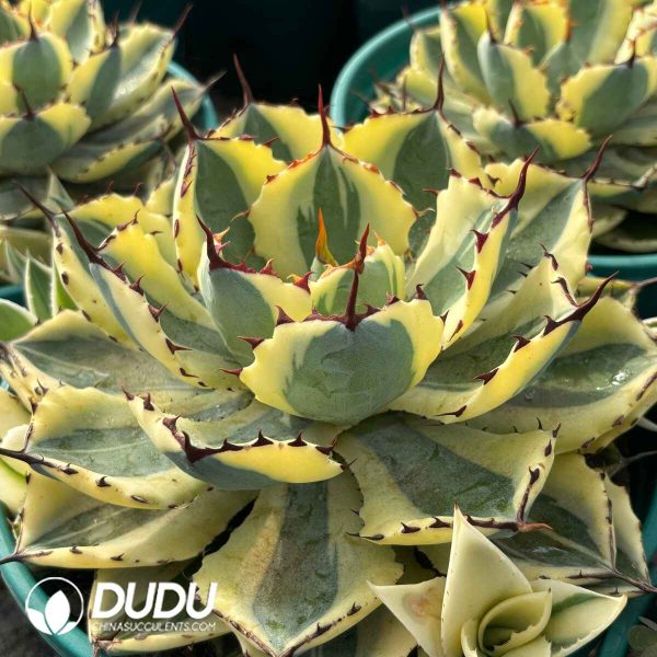 Agave Potatorum Kishoukan - Image 2