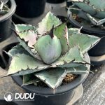 Agave Whale - Image 2