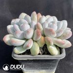 Echeveria Perfume Double Head - Image 2