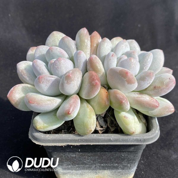 Echeveria Perfume Double Head - Image 2