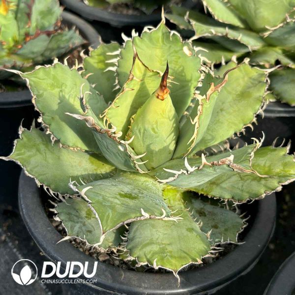 Agave Lace - Image 2