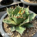 Agave Jirenwang - Image 2