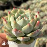 [RTS]Echeveria White Latam - Image 2