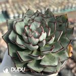 [RTS]Echeveria strictiflora - Image 2