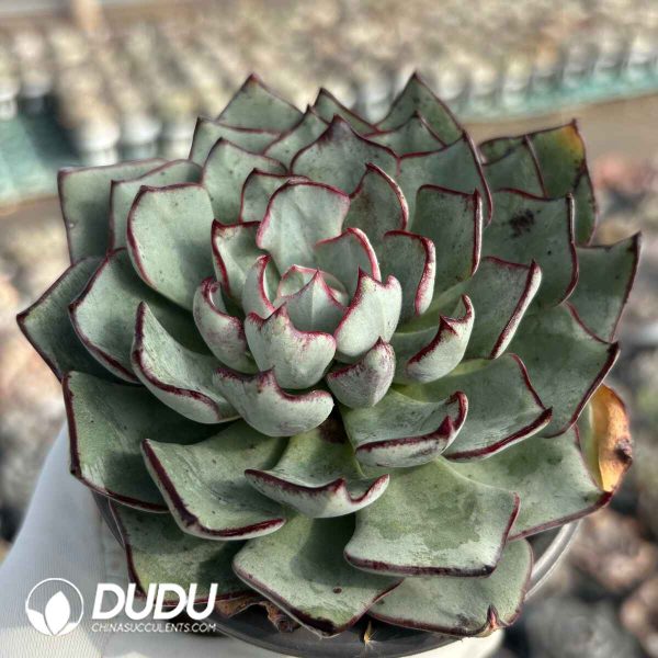 [RTS]Echeveria strictiflora - Image 2