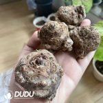 Presell-Caladium bicolor Pink Splash Bulbs(100 pcs Extra Large Size) - Image 2