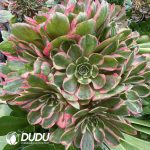 (Grafted)Aeonium Pink Crown - Image 2