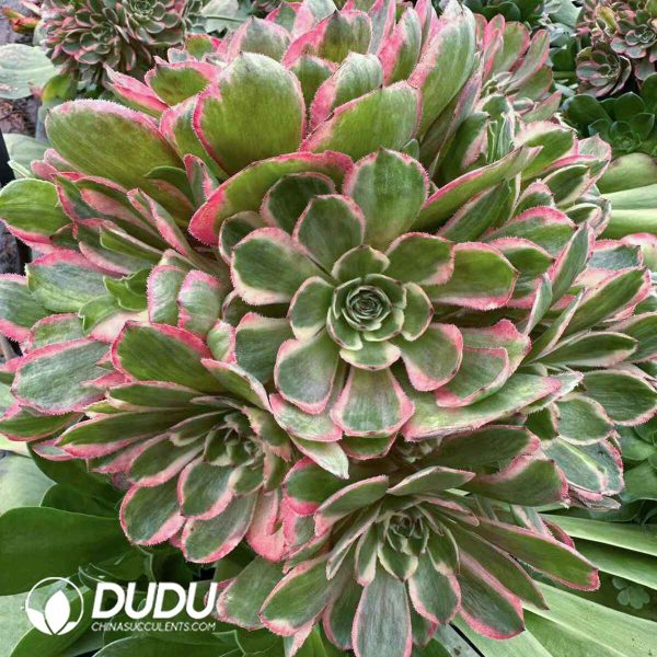(Grafted)Aeonium Pink Crown - Image 2