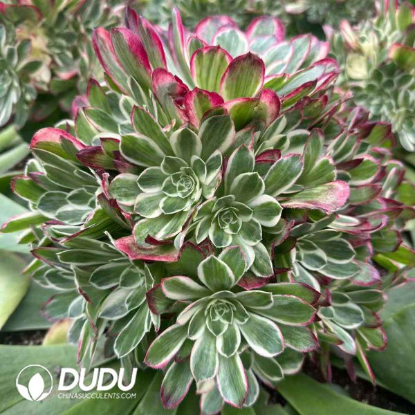 (Grafted)Aeonium Pink Jade Lotus - Image 2